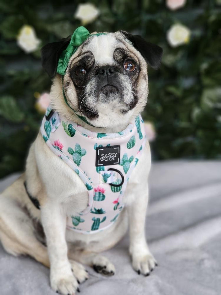 sass on point harness