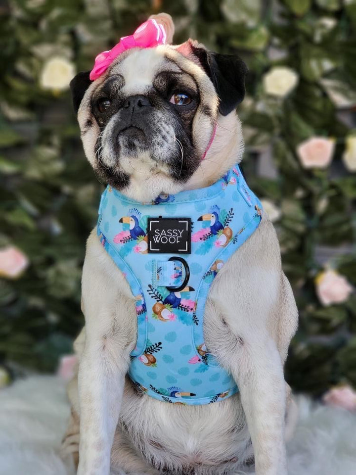 tropicana harness