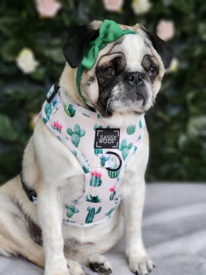 sass on point harness