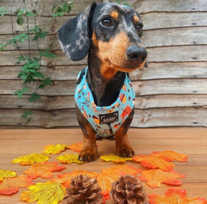 Falling Fur You Harness