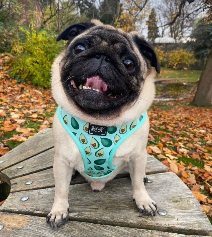 Hearty brunch reversible harness