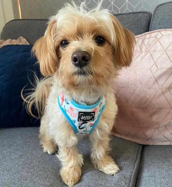 Pumkin latte harness