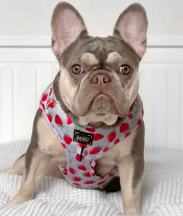 Puppy coloda Harness
