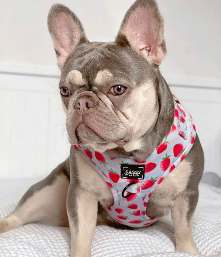 strawberry dream Harness