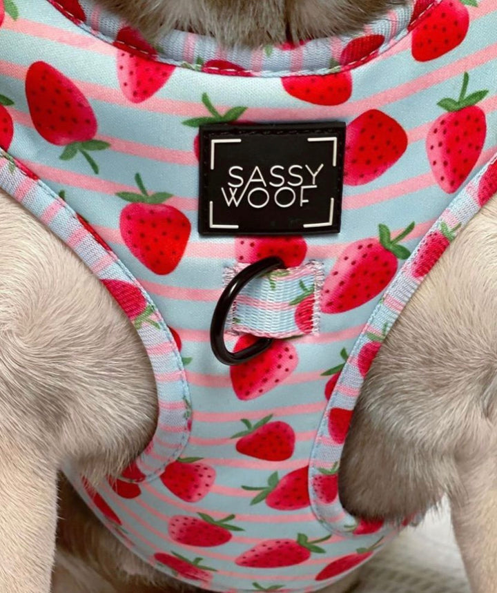 strawberry dream Harness