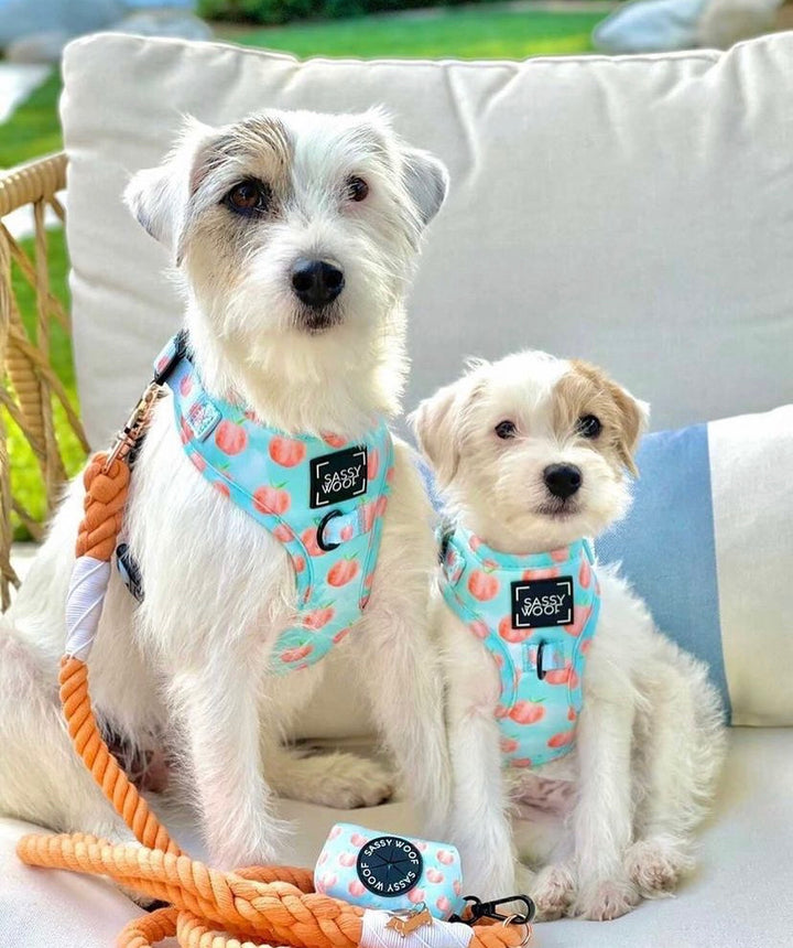 Woof scout Harness