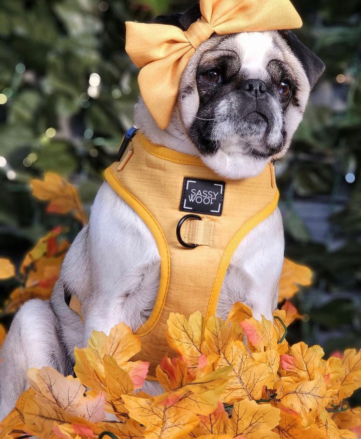 sunflower fields harness