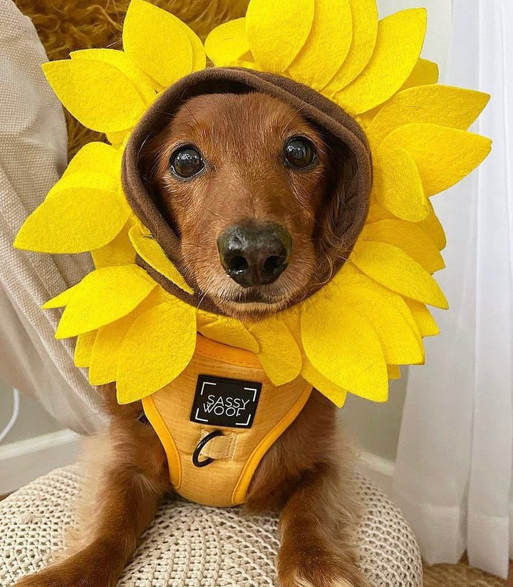 sunflower fields harness