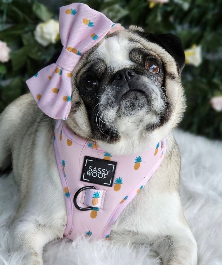 Puppy coloda Harness