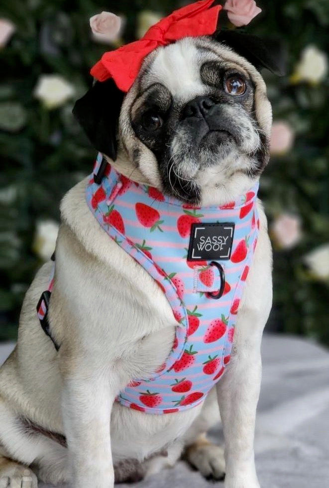 strawberry dream Harness