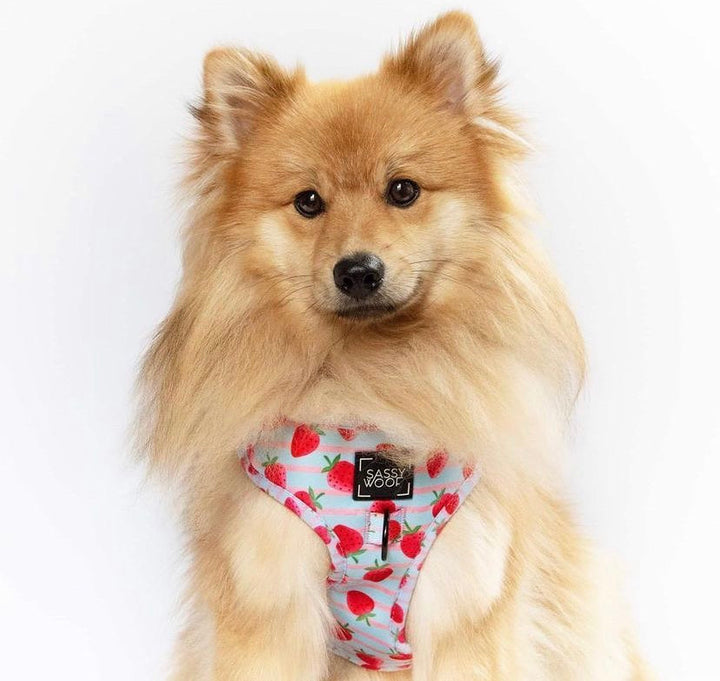 strawberry dream Harness