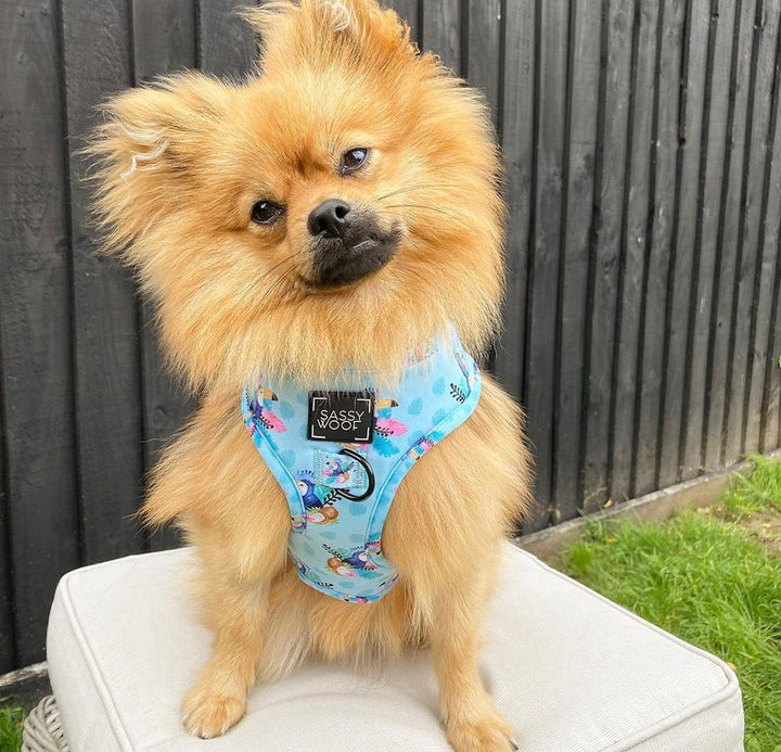 Pumkin latte harness