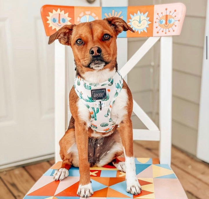 sass on point harness