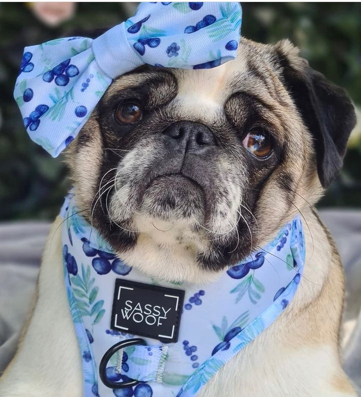 sassy safari harness