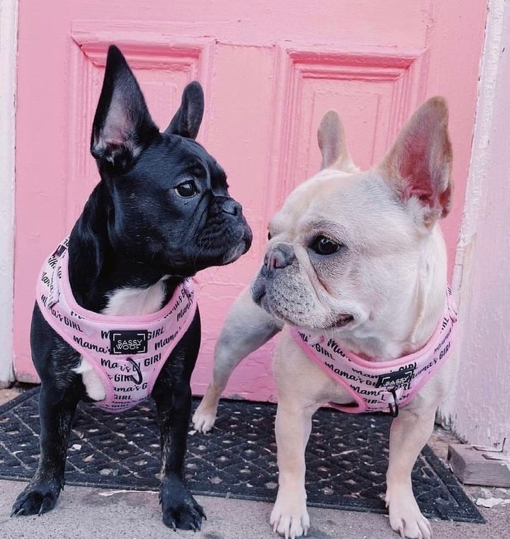Dolce rose reversible harness