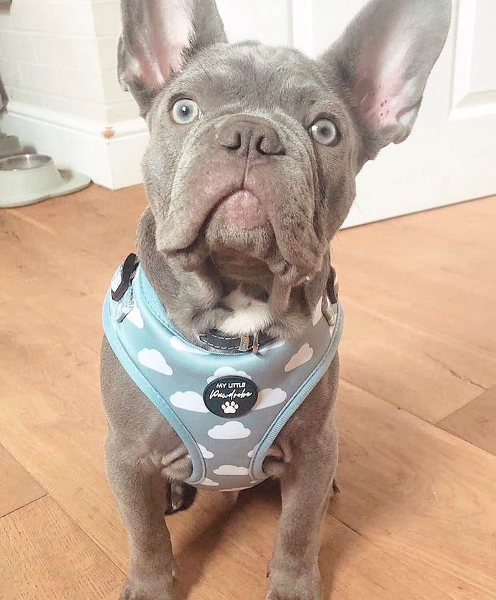 My little pawdrobe cloud harness