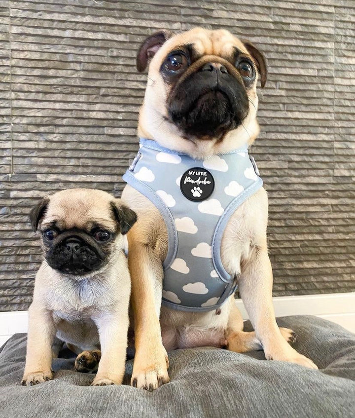 My little pawdrobe cloud harness