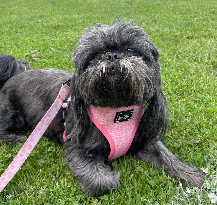 Dolce rose reversible harness